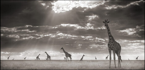 Nick Brandt’s Ethereal Wild Animal Portraits Image